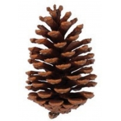 Pomme de pin 10 cm 2 pièces