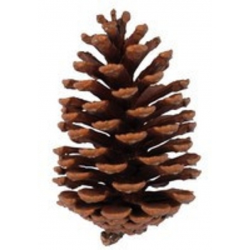2388 - 3700443523889 - MegaCrea DIY - Pomme de pin 10 cm 2 pièces